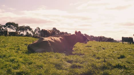 jersey cow chewing cud resting on green grass in open air at daytime