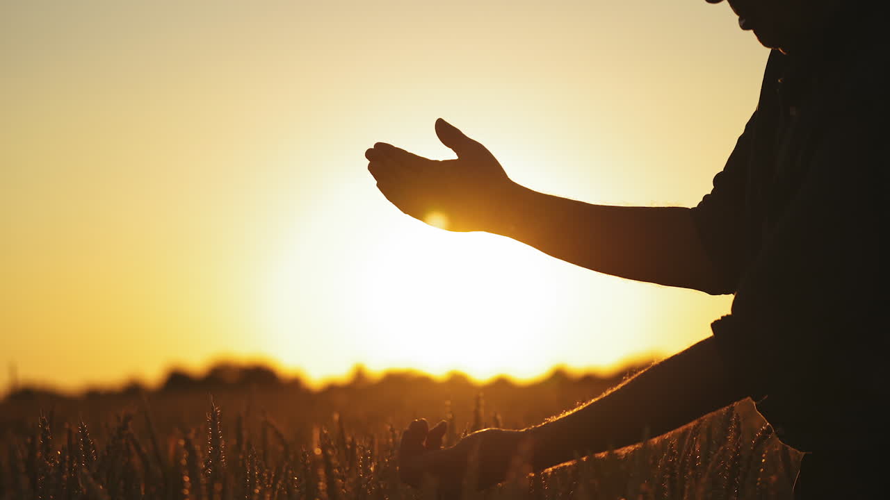 Seeds in man's hands at sunset. Farmer pouring out dry grains from one hand to another on the background of a setting sun in the field.