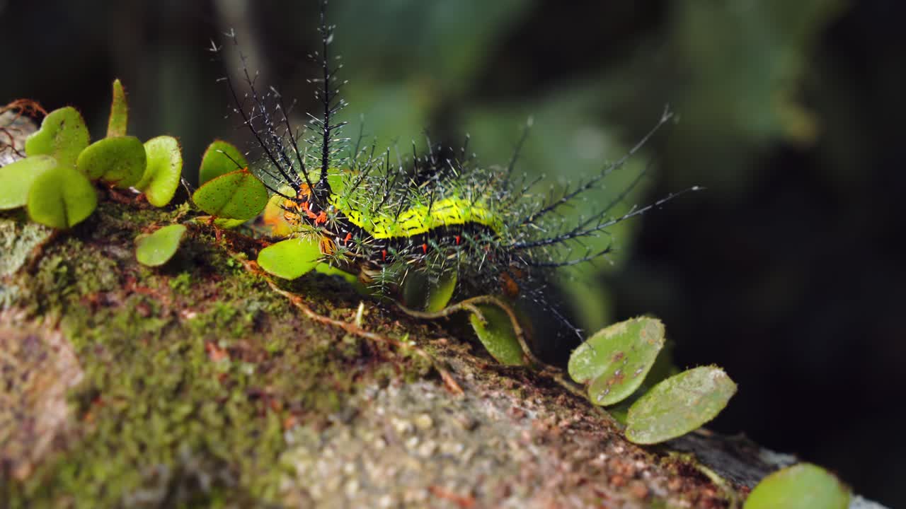Closeup of a spiny moth caterpillar from the Saturniidae family navigating Peru’s jungle tree mossy Branch
