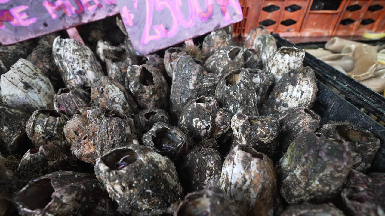 칠레 발파라이소 (valparaíso, chile) 의 포탈레스 (portales) 의 시장 상점 에 전시 된 신선 한 피코로코 조개