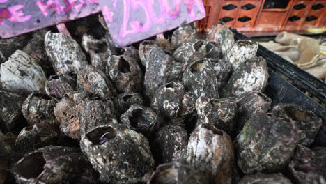 칠레 발파라이소 (valparaíso, chile) 의 포탈레스 (portales) 의 시장 상점 에 전시 된 신선 한 피코로코 조개