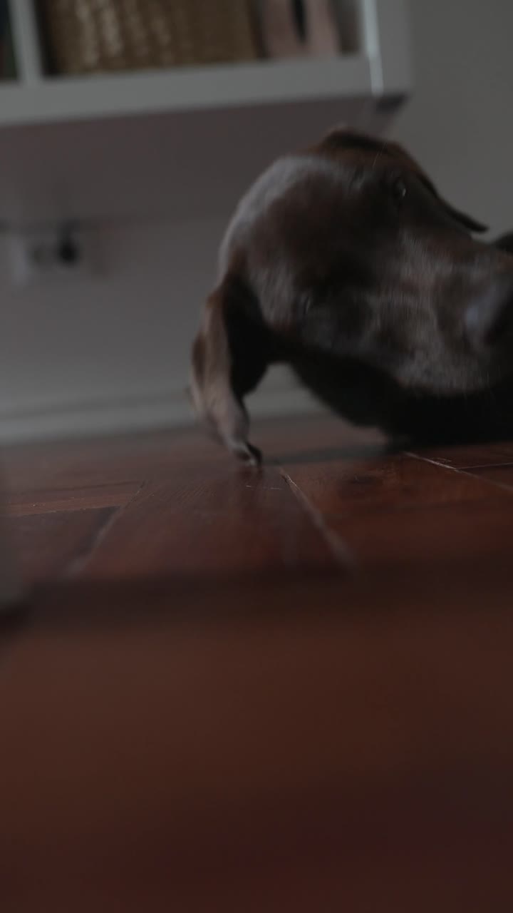 A dog is relaxing on the floor
