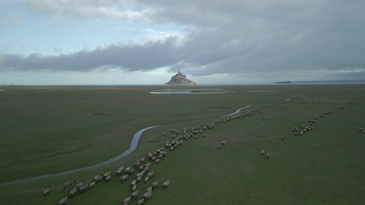 Aerial view of Le Mont Saint Michel with sheep's in foreground