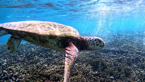 Closeup-Of-A-Sea-Turtle-Swimming-Under-The-Tropical-Blue-Sea---underwater,-front-view