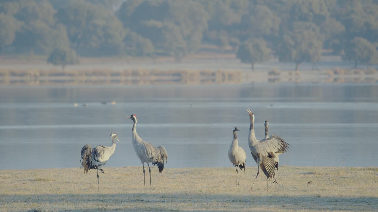 Group of cranes waking up at the roost during the wintering, within the lake, before dawn, whit an individual beginning prenuptial courtship