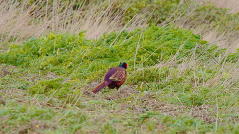 common pheasant with colorful plumage in windblown grassy meadow