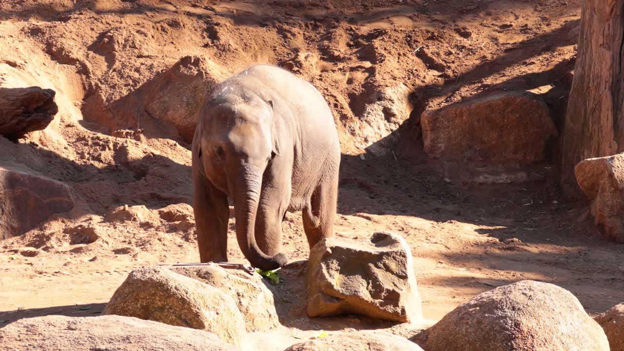 어린 코끼리 가 동물원 에 있는 채소 를 즐기고 있다