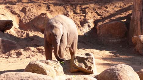 un elefante joven disfruta de las verduras en el recinto del zoológico