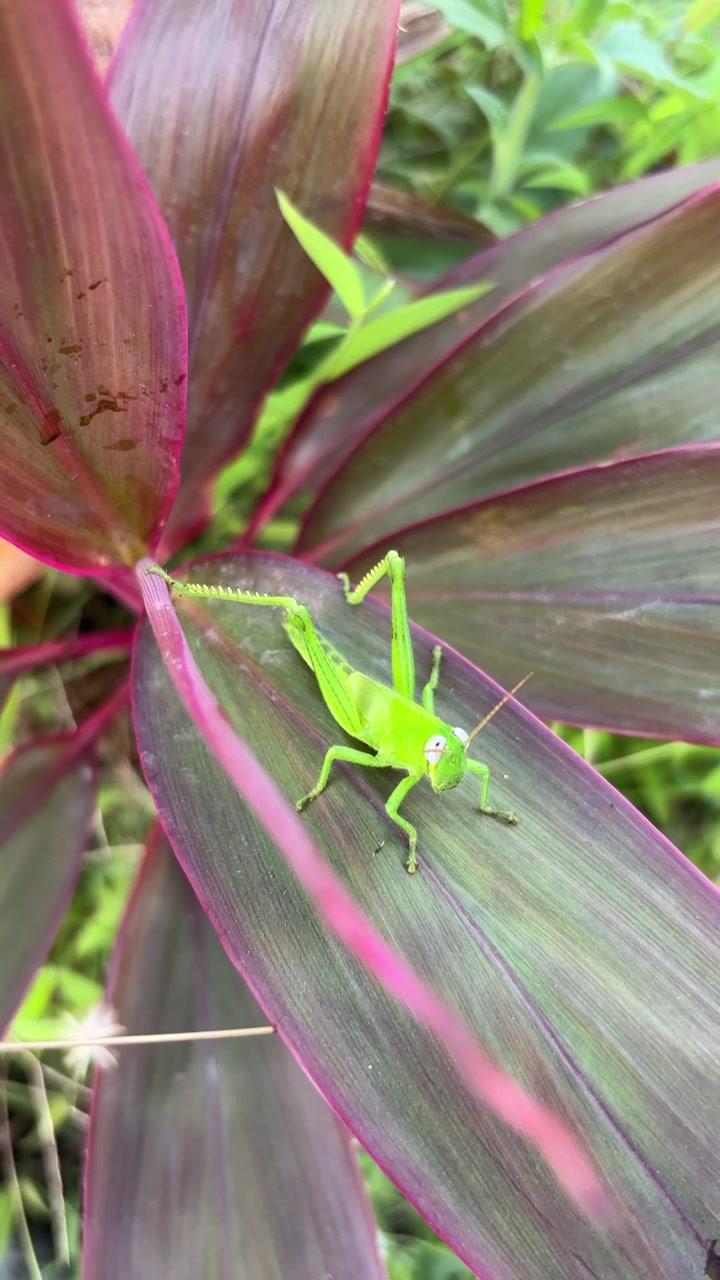 Bright Green Grasshopper Resting on a Vibrant Cordyline Leaf