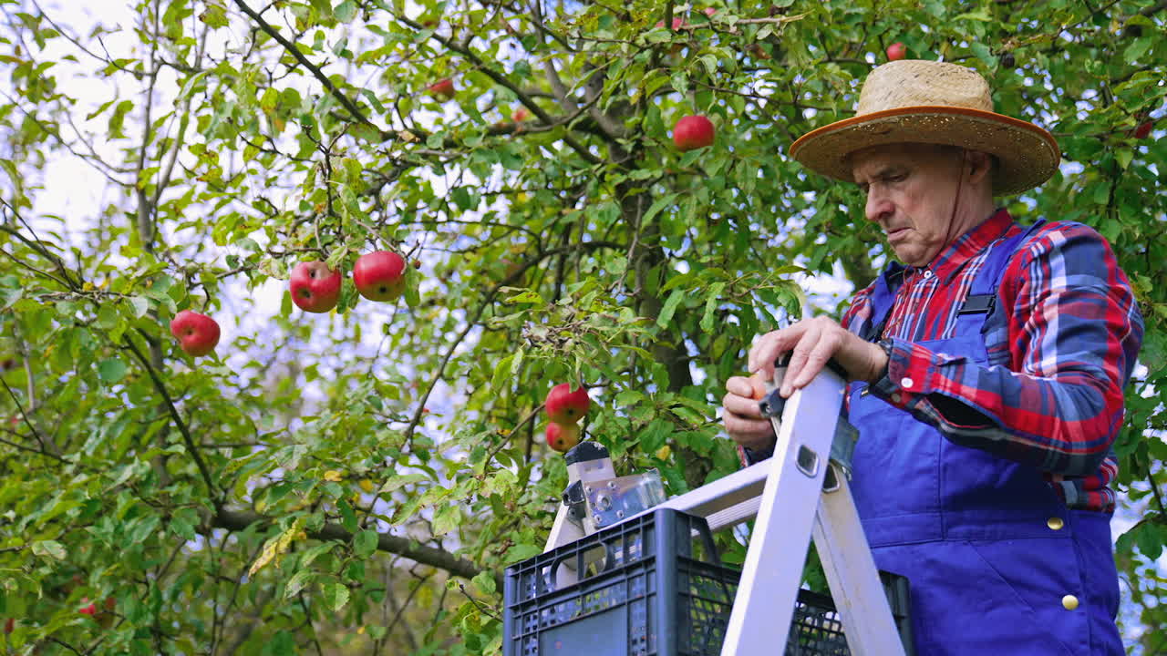 Apple crop. Mature farmer picking apples in an orchard. Man gathering fresh organic fruits from the tree in autumn time.