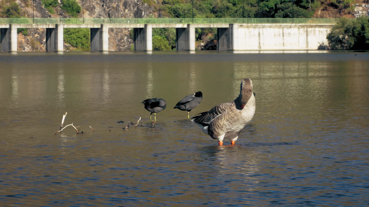 Duck standing on the low water, with Ked-knobbed coot behind it