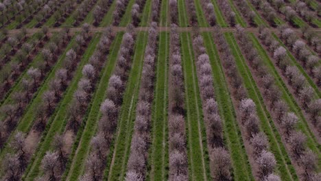 Aerial-view-of-Almond-Blossom,-in-the-Algarve,-south-of-Portugal-in-full-bloom,-aerial