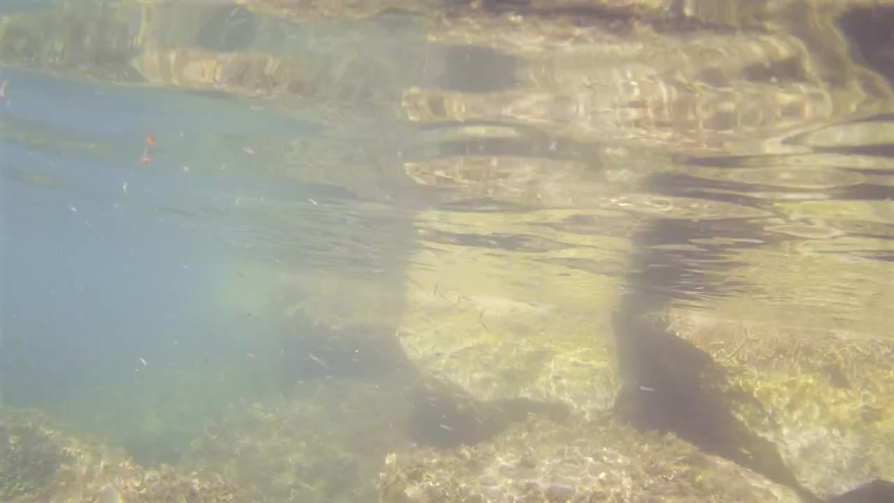 Underwater view revealing schools of tiny fish and rocky seabed, creating a serene marine environment