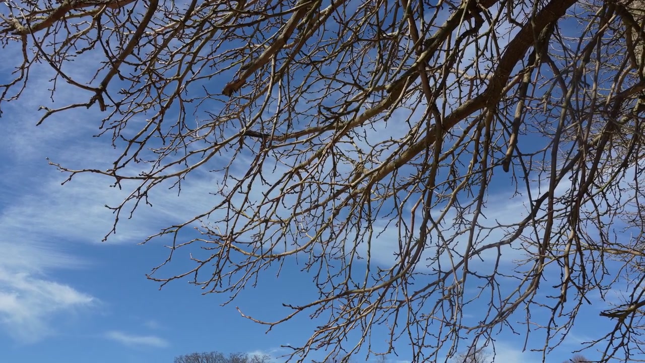 Leafless tree branches stretch across a vivid blue sky with wispy clouds, capturing the tranquility of nature in crisp, natural daylight.