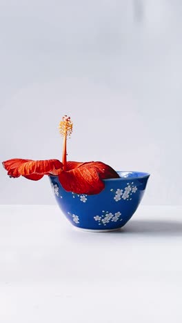 hibiscus flower in a blue bowl