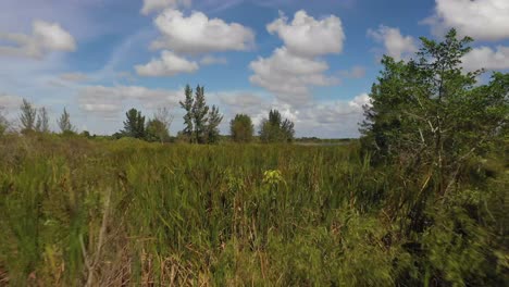 Low-to-the-water-aerial-moving-across-grass-growing-from-a-lake-up-close