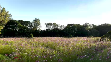 sunlit field with flowers and trees