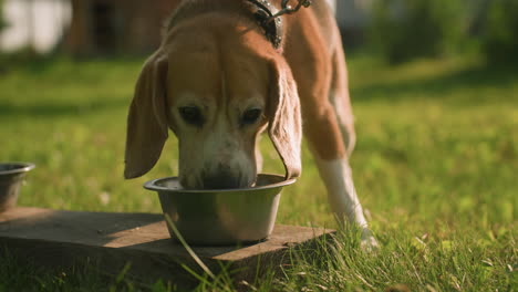 perder a un perro en la correa comiendo de un cuenco de metal colocado en una tabla de madera en un exuberante jardín al aire libre bajo la cálida luz del sol, con otro cuenco vacío cerca, enfoque suave en el fondo