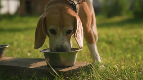 lose up of dog on leash eating from metal bowl placed on wooden plank in lush outdoor garden under warm sunlight, with another empty bowl nearby, soft focus on background