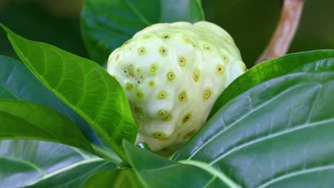 Video-Estático-De-Una-Fruta-De-Noni-En-Las-Bahamas.