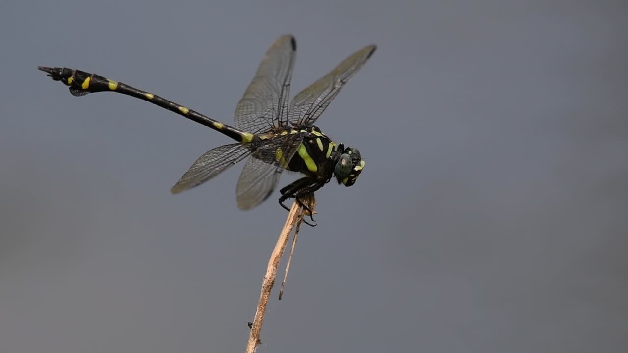 la libélula de cola de brida común se ve comúnmente en tailandia y asia