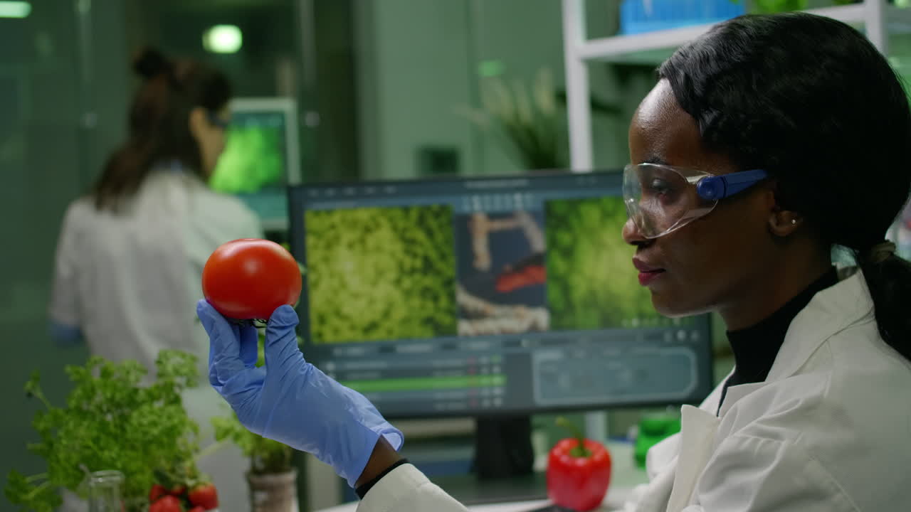 Scientist researcher woman checking tomato injected with pesticides
