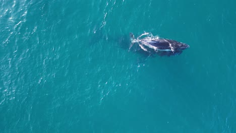 a mother humpback whale helps its newly born baby whale calf to the surface to breath its first breath of air