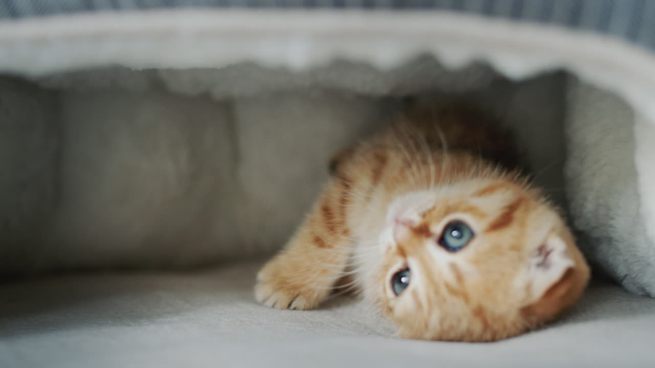Sevimli kedi yavrusu yuvasında yatıyor.