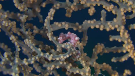 denise hippocampe pygmée se cachant dans un éventail de gorgones aux philippines