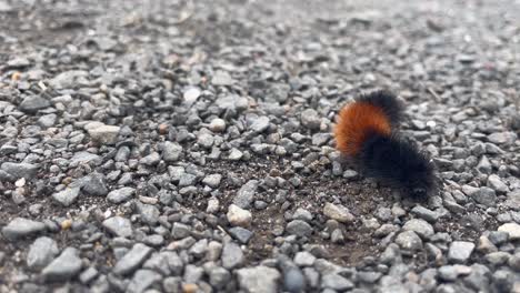 woollybear caterpillar crawling on pebbles on the ground