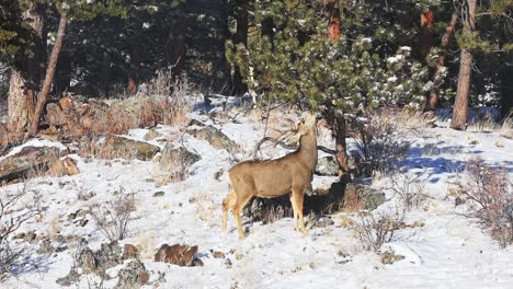 mule deer buck grazing from low hanging pine branches in a remote area of the colorado rocky mountains during the winter