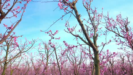 rows of apricot trees blooming in fruit orchard during springtime