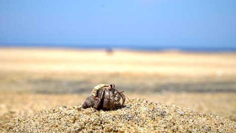 hermit crab coming out of shell on beach. ocean and sky in background.