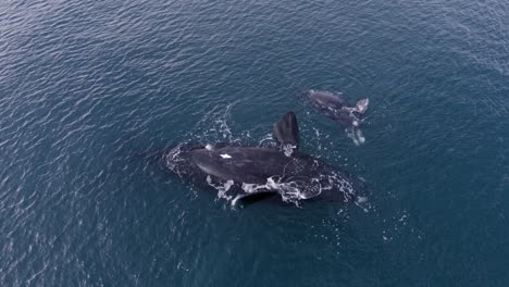 Mutter-Und-Kalb-Des-Südlichen-Glattwals-Schwimmen-Auf-Der-Oberfläche-Des-Blauen-Ozeans-Mit-Blasen-Und-Plätscherndem-Wasser-In-Patagonien,-Argentinien