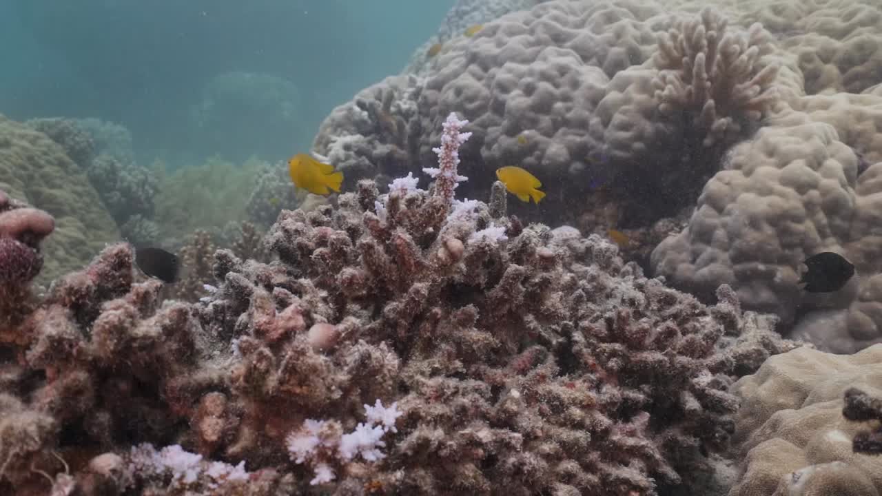 arrecife de coral blanqueado muerto
