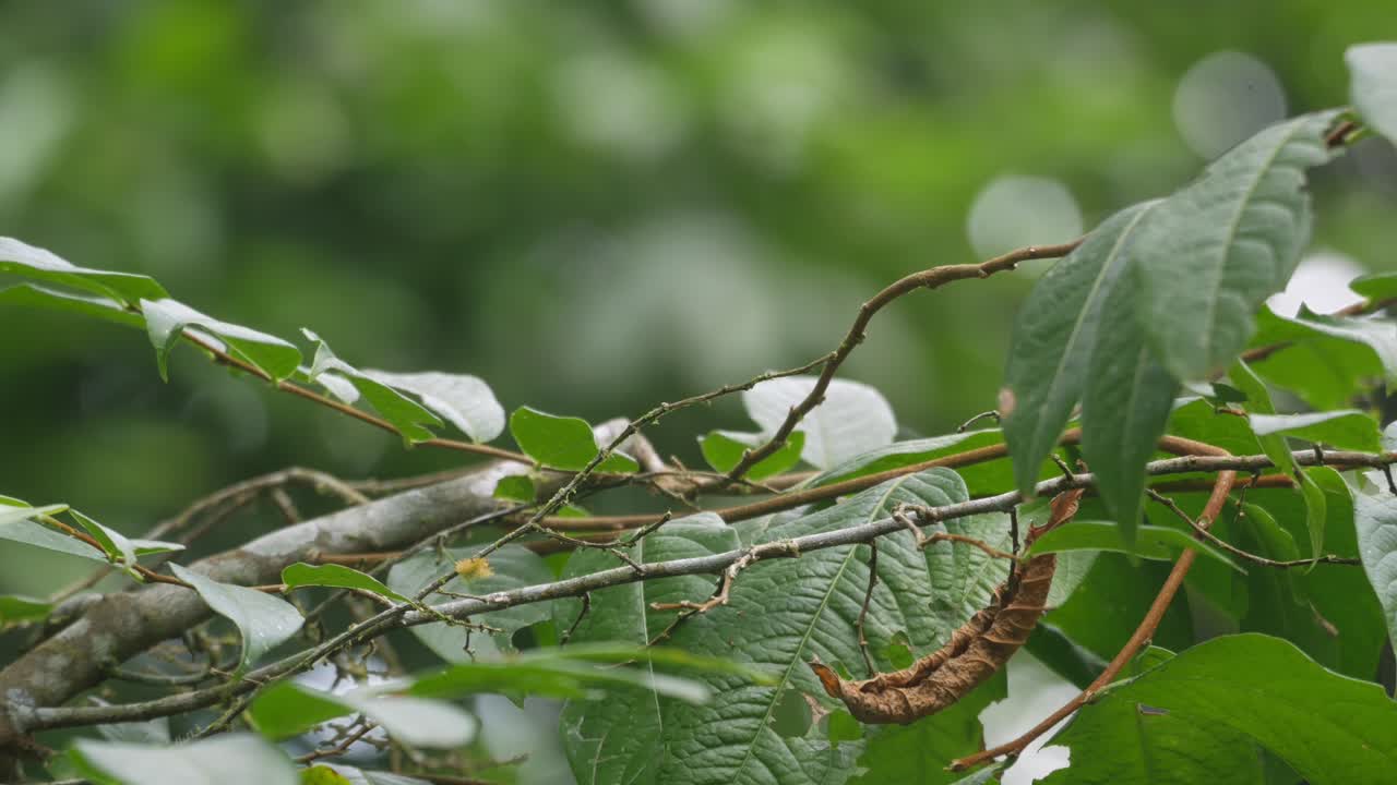 Green-headed tanager sitting on branch and fly away, Atlantic forest bird