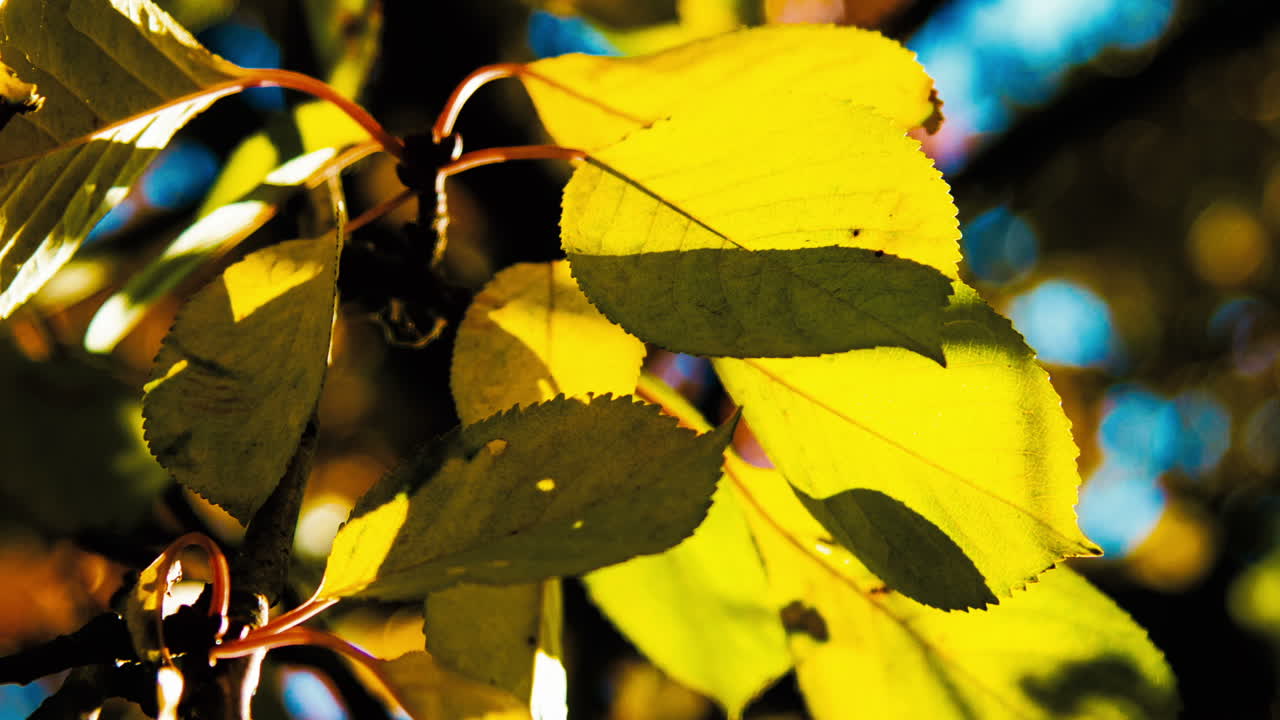 Yellow maple leaves in autumn forest