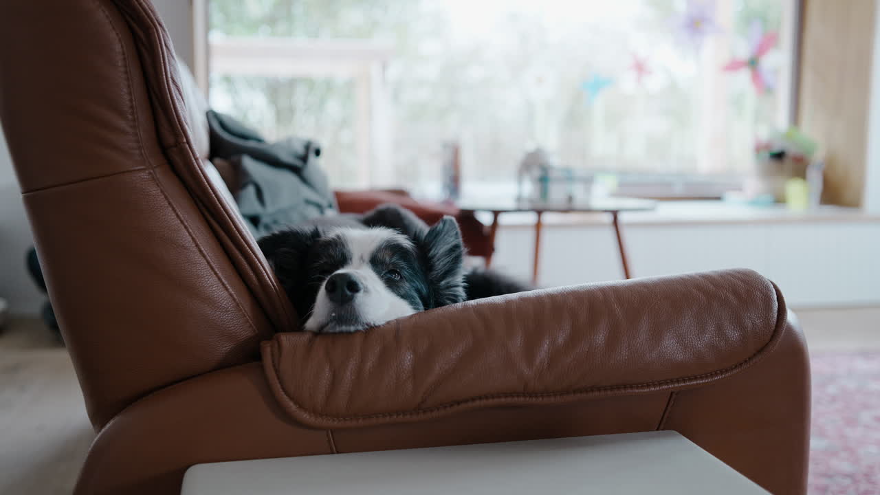 Sort og hvid hund åbner kort øjnene og lukker dem så langsomt igen på en brun lædersofa. Ekstremt træt og døsig kæledyr falder i søvn igen. Bedårende og genkendeligt søvnigt øjeblik derhjemme.