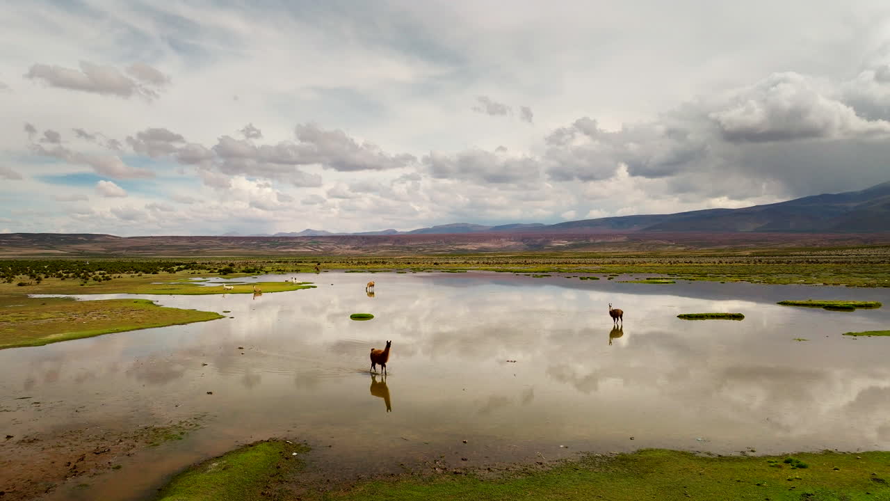 Reflection of llamas in pools in Bolivia desert after rains, aerial pullback