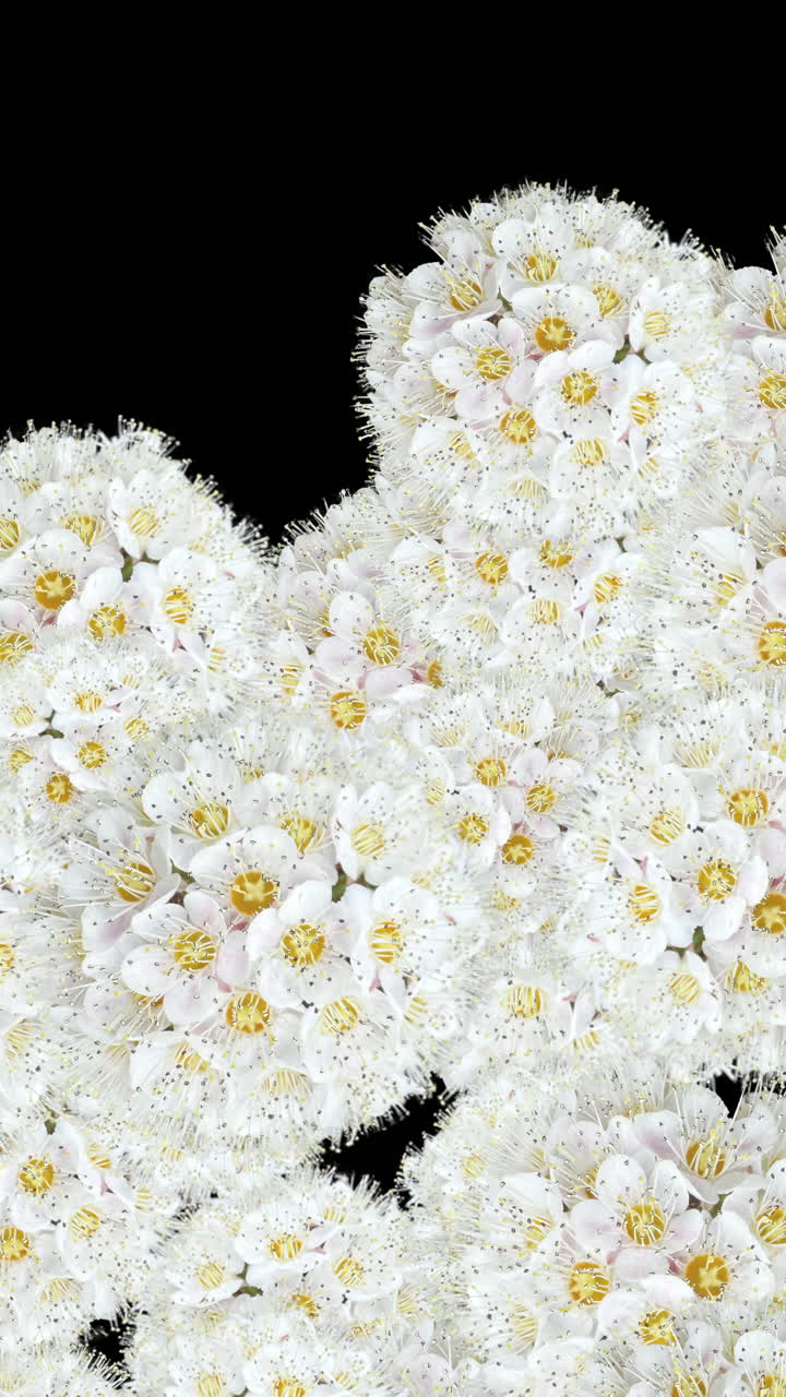 Flores blancas floreciendo y desapareciendo sobre fondo negro.