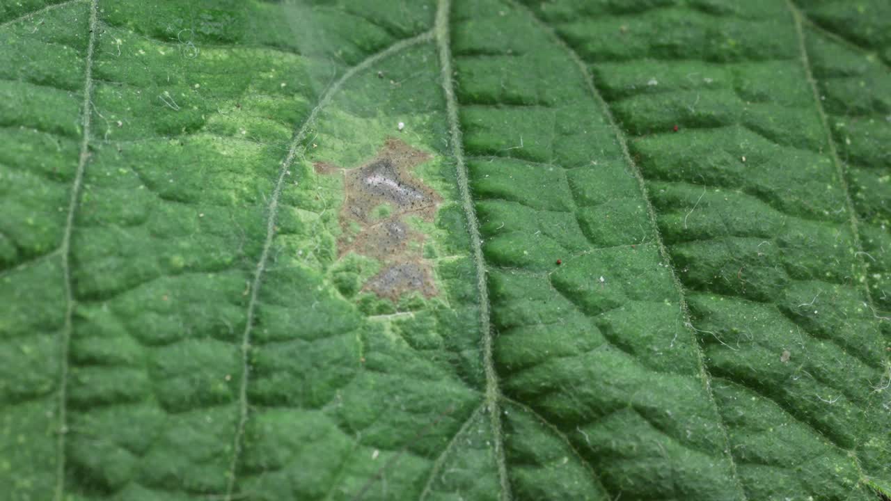 병에 걸린 손상된 호박 잎