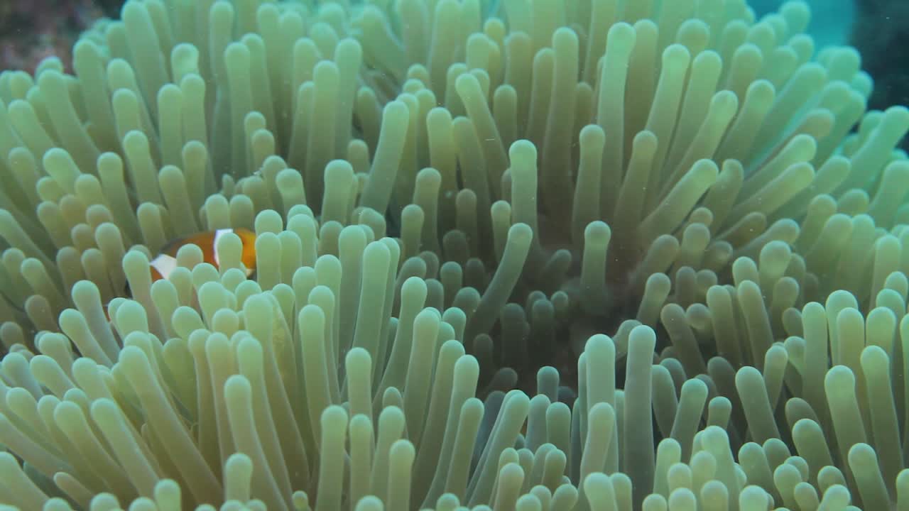 Una famiglia di pesci pagliaccio che nuota in un anemone in movimento per protezione