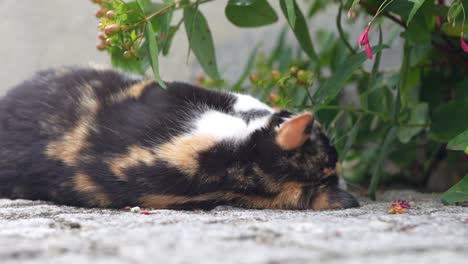 tricolor cat lying on stone ground and playing with plants near green foliage