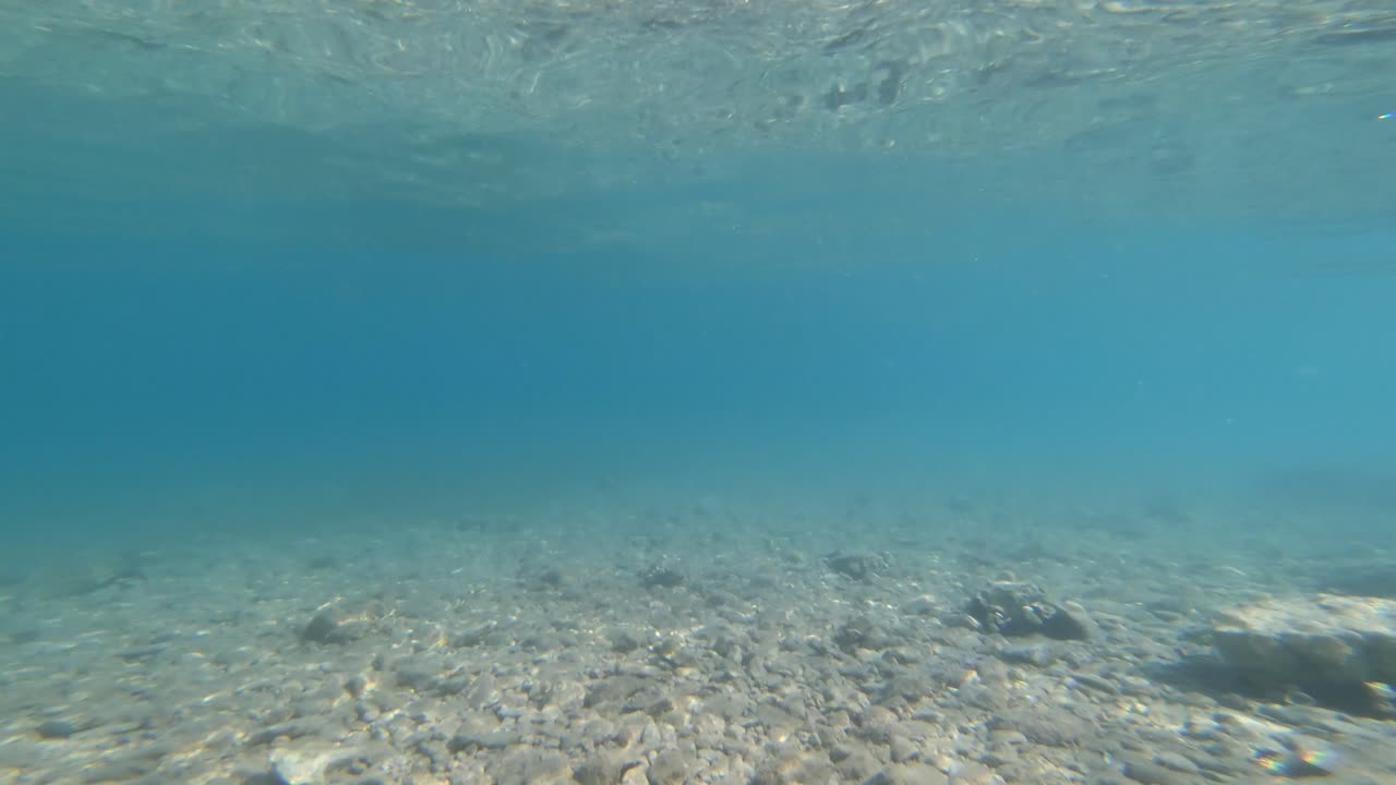 Sea urchin underwater and beautiful crystal clear sea