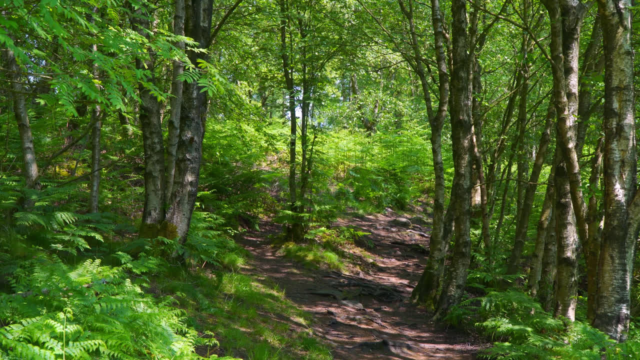 Sentiero nel bosco che attraversa una lussureggiante foresta verde