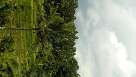 Zeitlupenaufnahme-Von-Den-Tegallalang-Reisterrassen-Auf-Bali-In-Indonesien-Mit-Blick-Auf-Den-Dschungel-Und-Die-Grünen-Reisterrassen