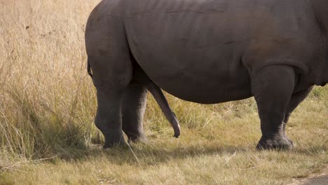 a sexually highly excited white rhinoceros in a south african wildlife park