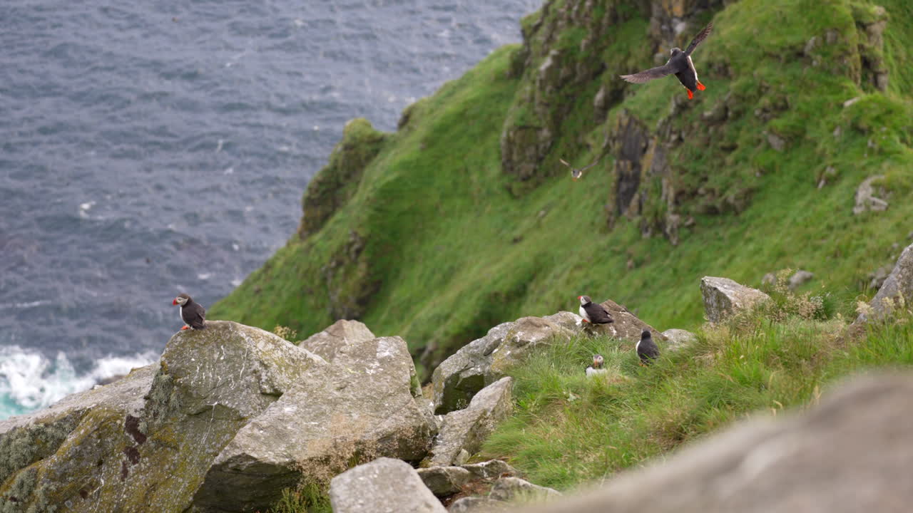 frailecillos volando y anidando en la isla de runde en noruega, plano general, cámara lenta