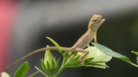 lizard relaxing on leaf