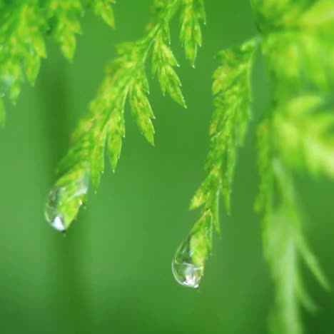 Wassertropfen-Fallen-Von-Blättern-1